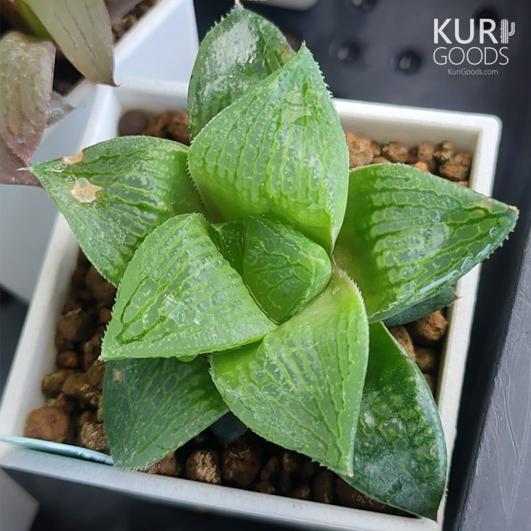 多肉仙人交易所