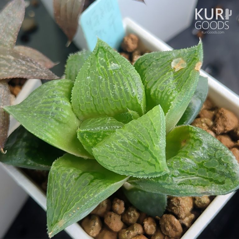 多肉仙人交易所