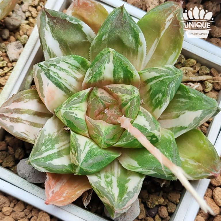 多肉仙人交易所