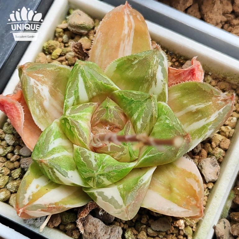 多肉仙人交易所