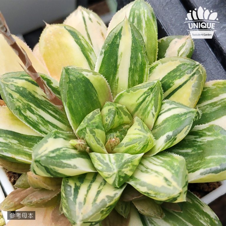 多肉仙人交易所