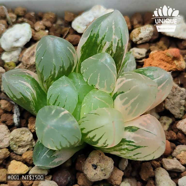 多肉仙人交易所