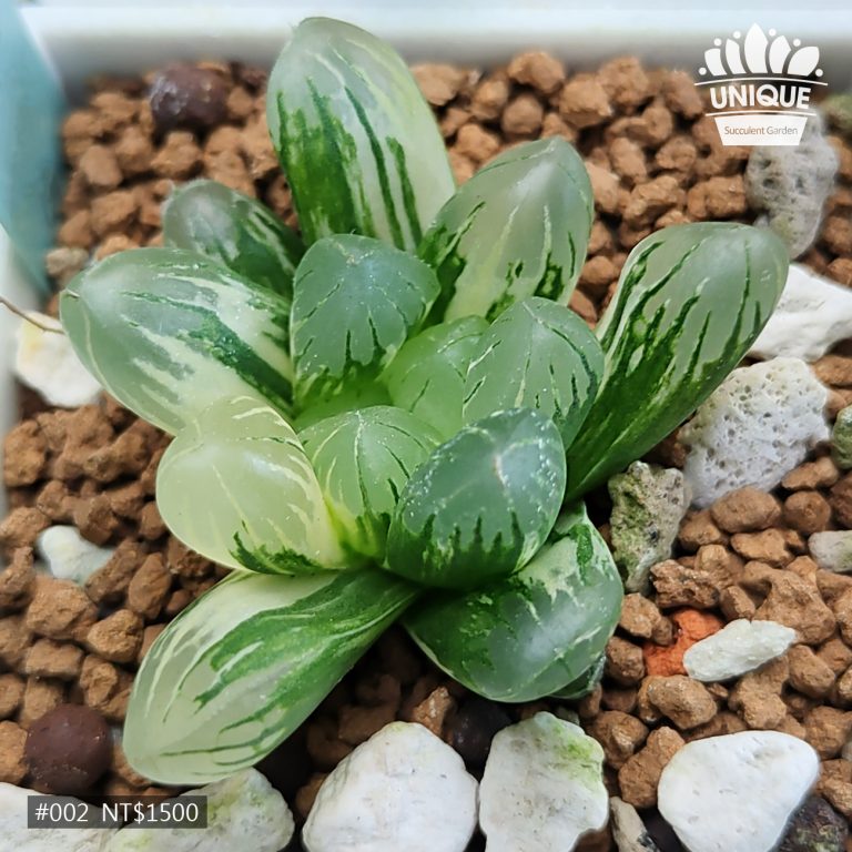 多肉仙人交易所