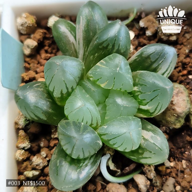 多肉仙人交易所