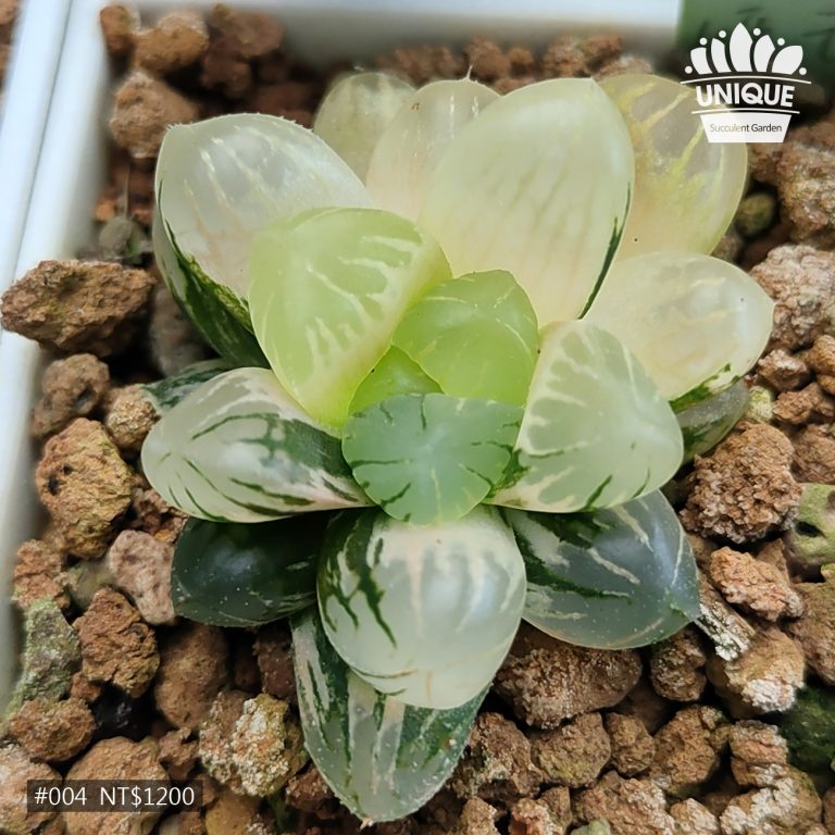 多肉仙人交易所