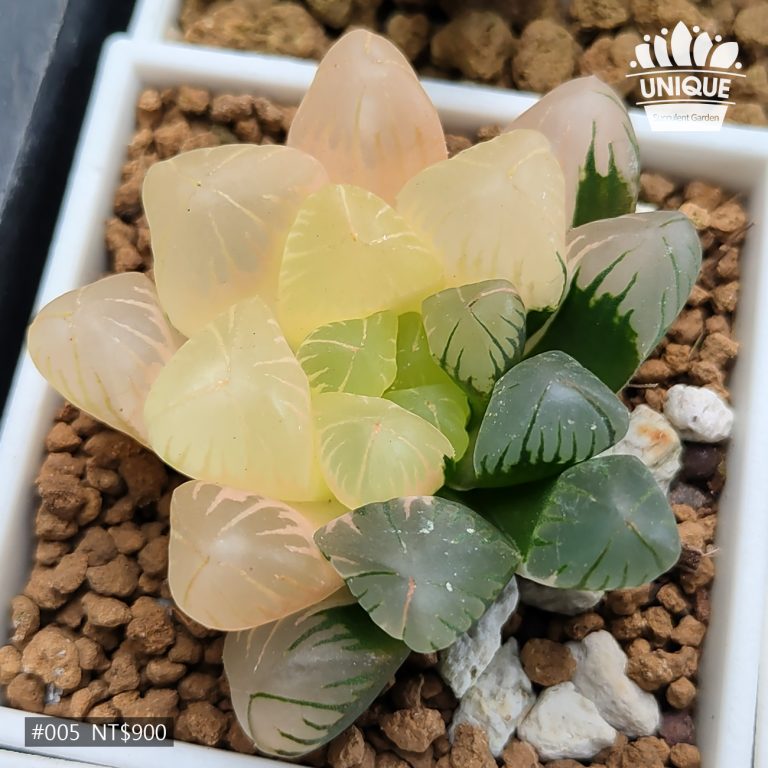 多肉仙人交易所