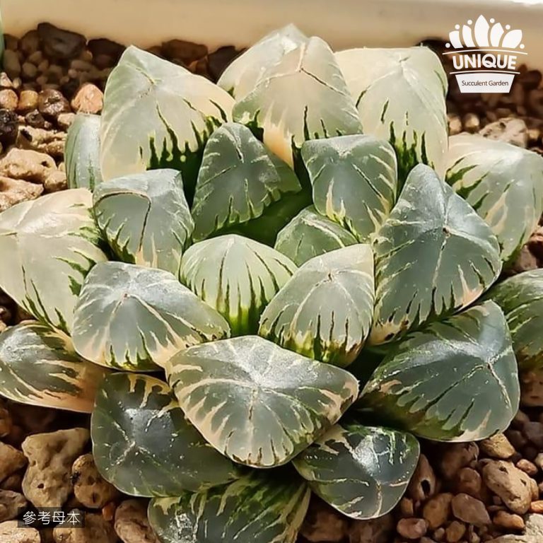 多肉仙人交易所