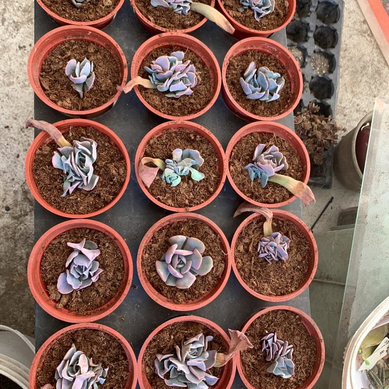 多肉仙人交易所