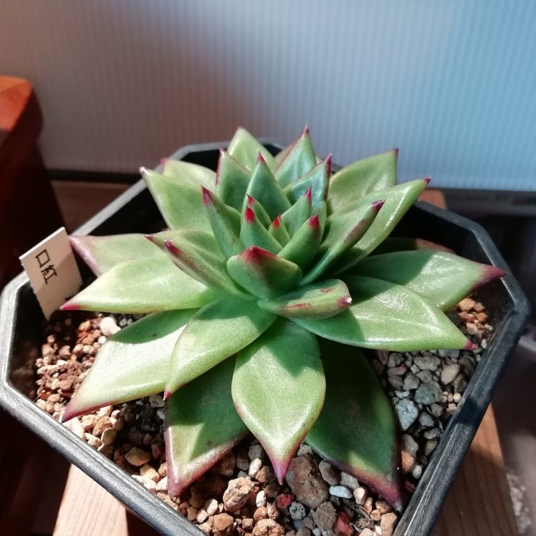 多肉仙人交易所