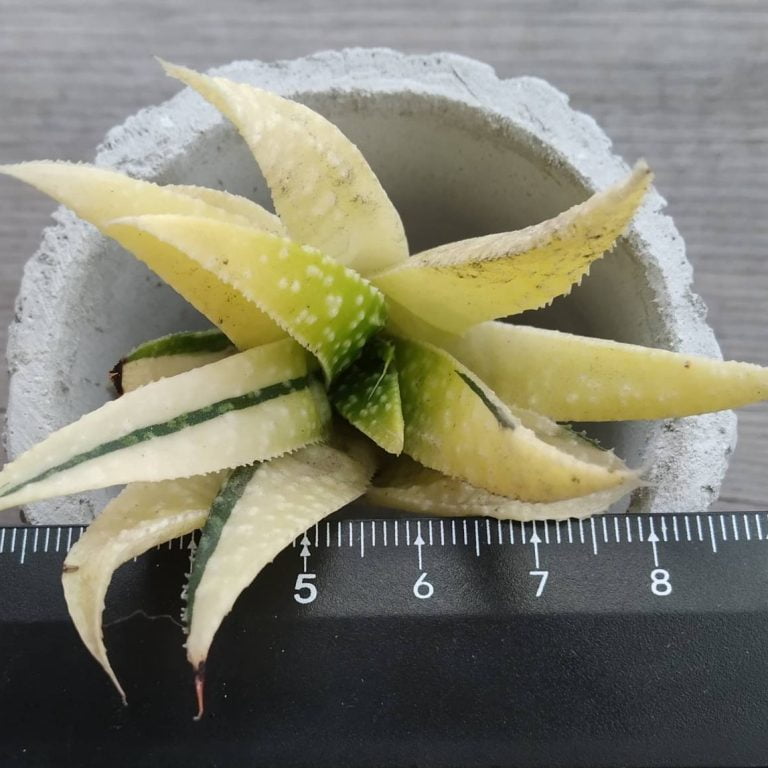 多肉仙人交易所