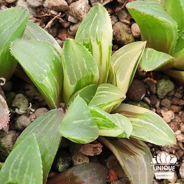 多肉仙人交易所