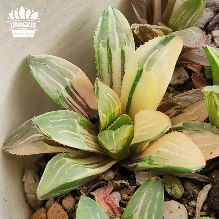 多肉仙人交易所