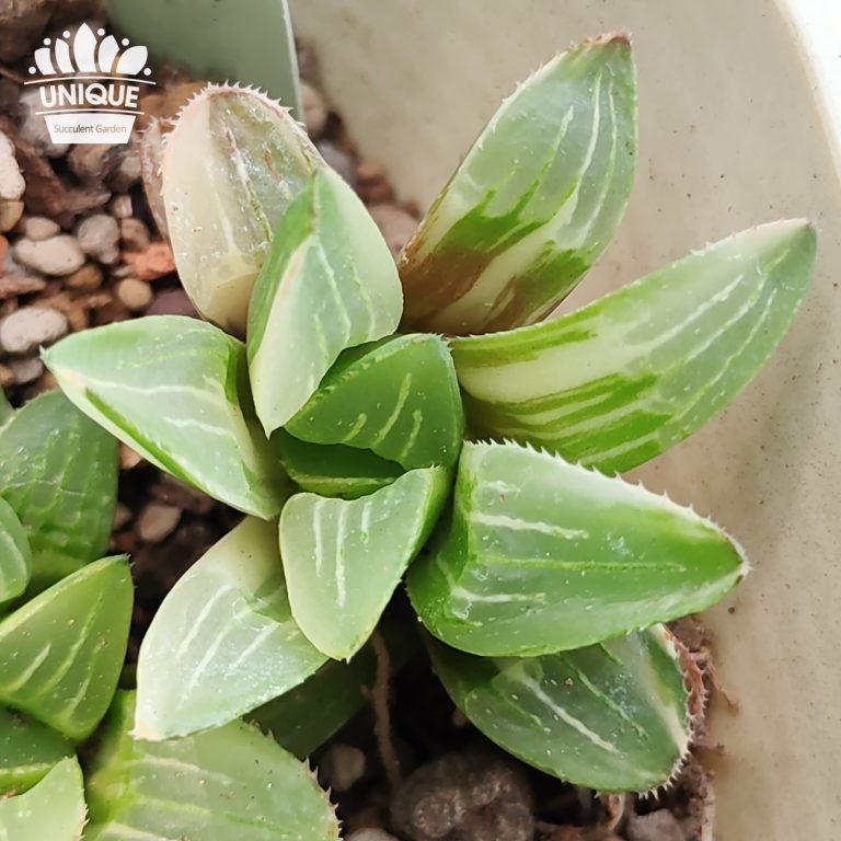 多肉仙人交易所