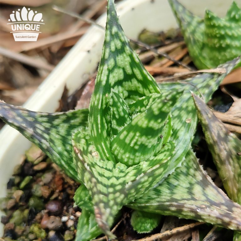 多肉仙人交易所