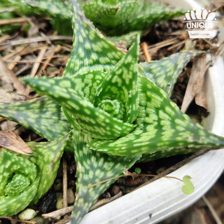 多肉仙人交易所