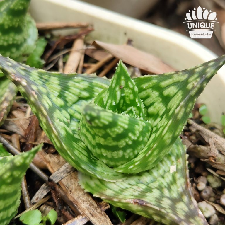 多肉仙人交易所