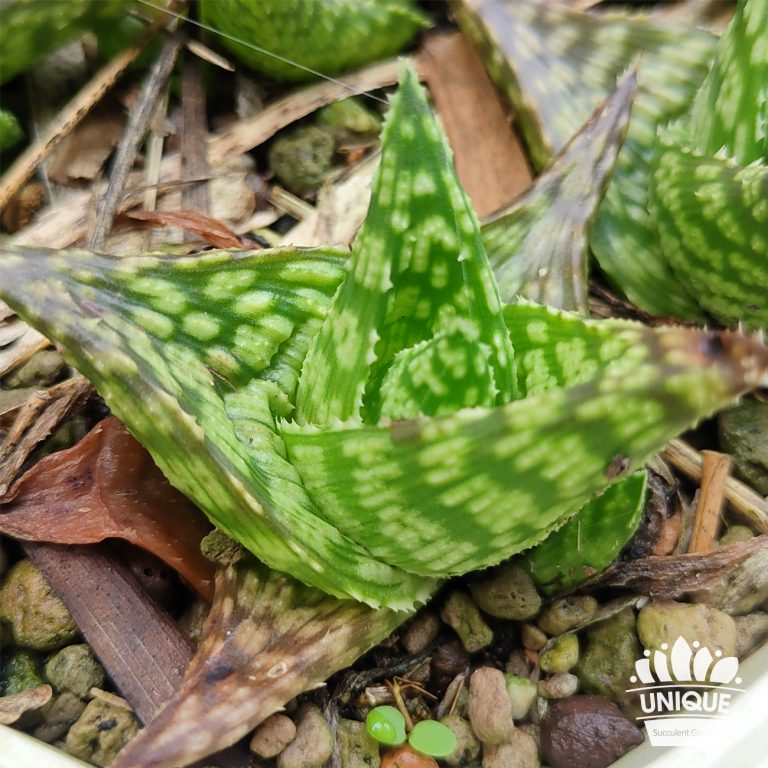 多肉仙人交易所