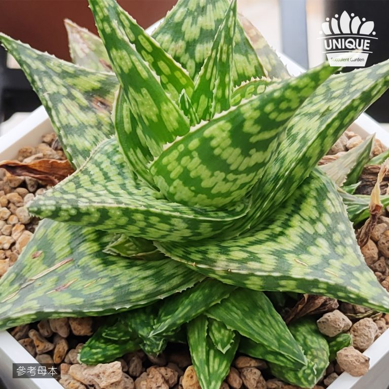 多肉仙人交易所