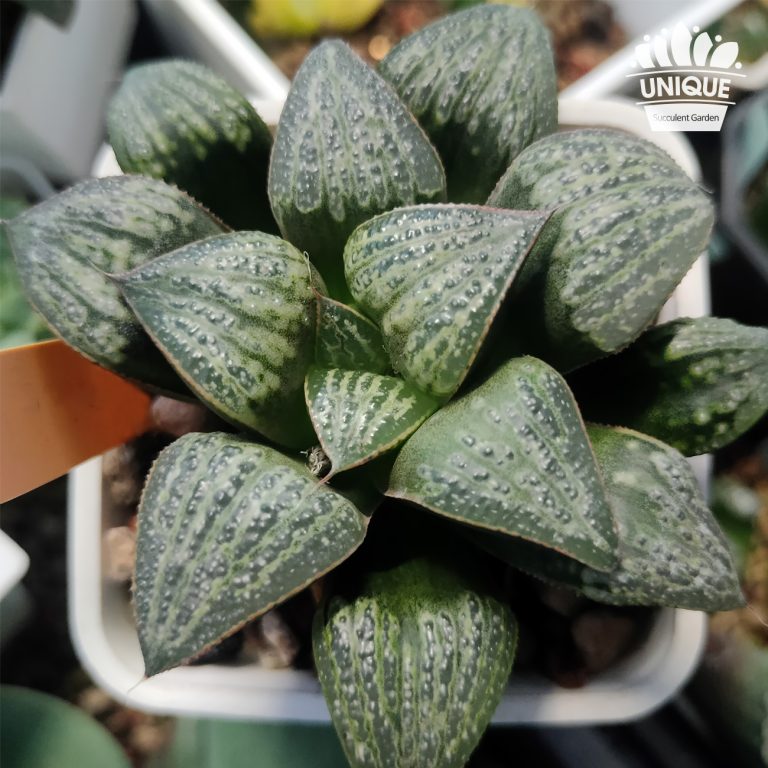 多肉仙人交易所