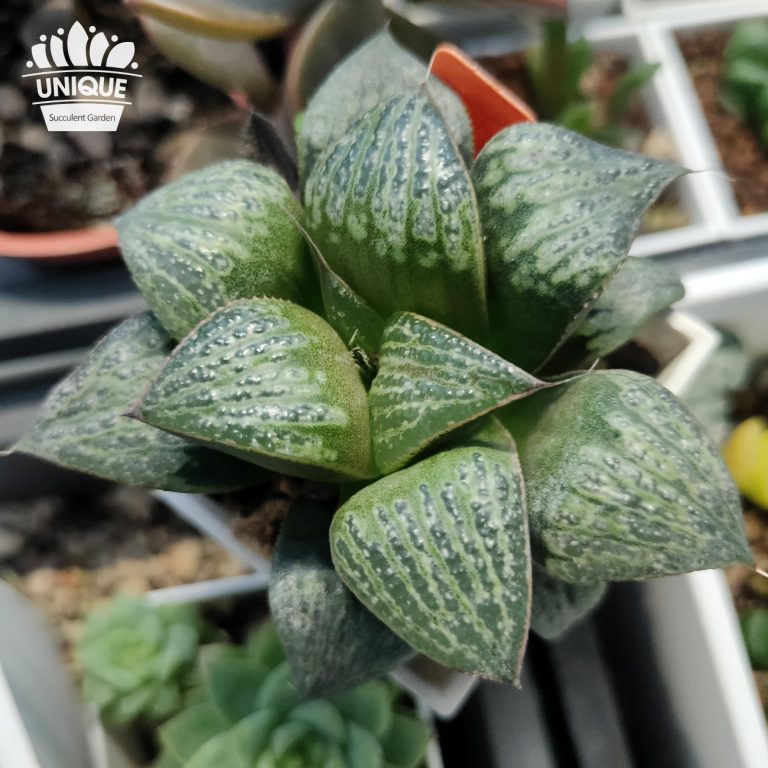 多肉仙人交易所