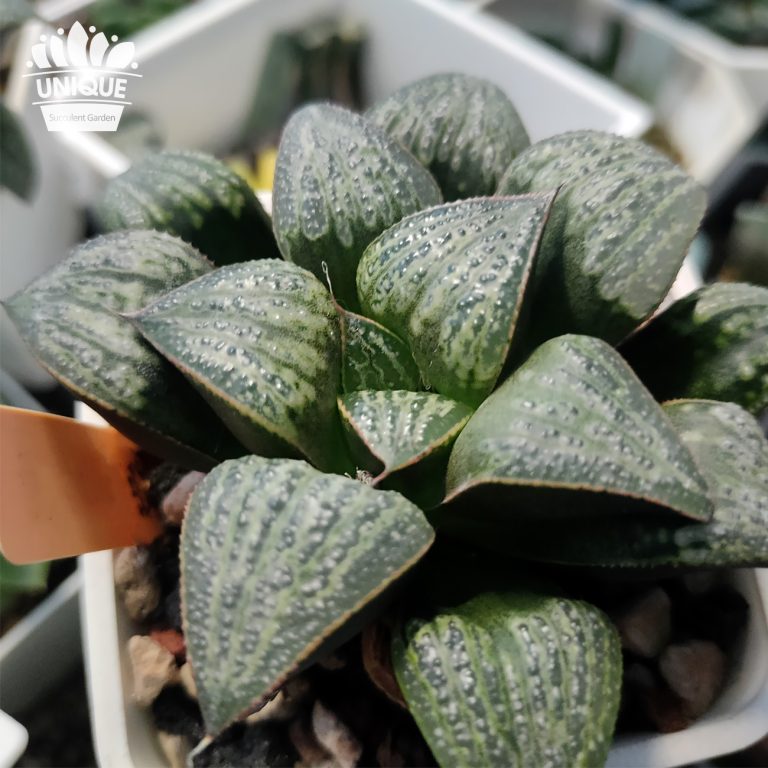 多肉仙人交易所