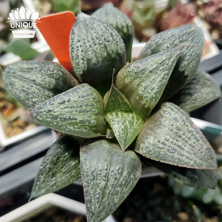 多肉仙人交易所