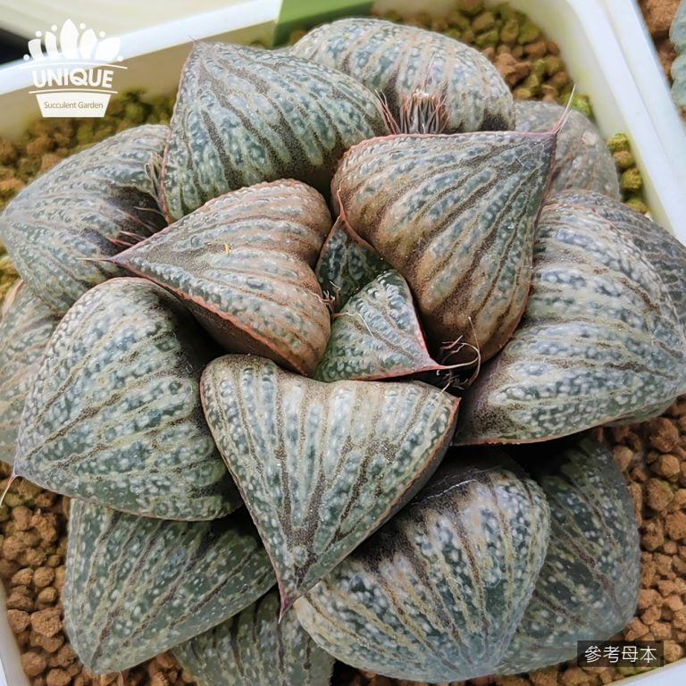 多肉仙人交易所