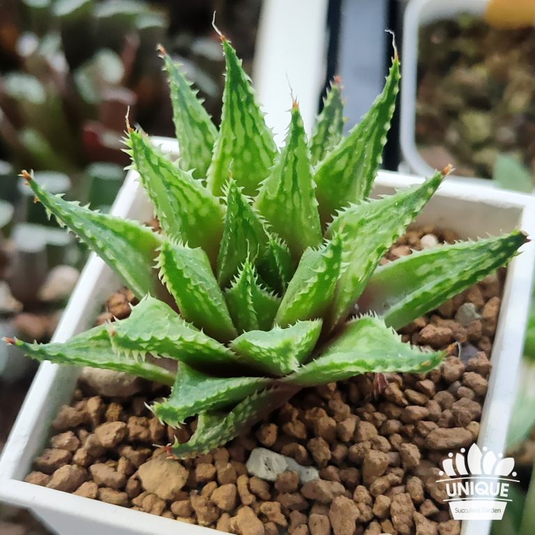 多肉仙人交易所