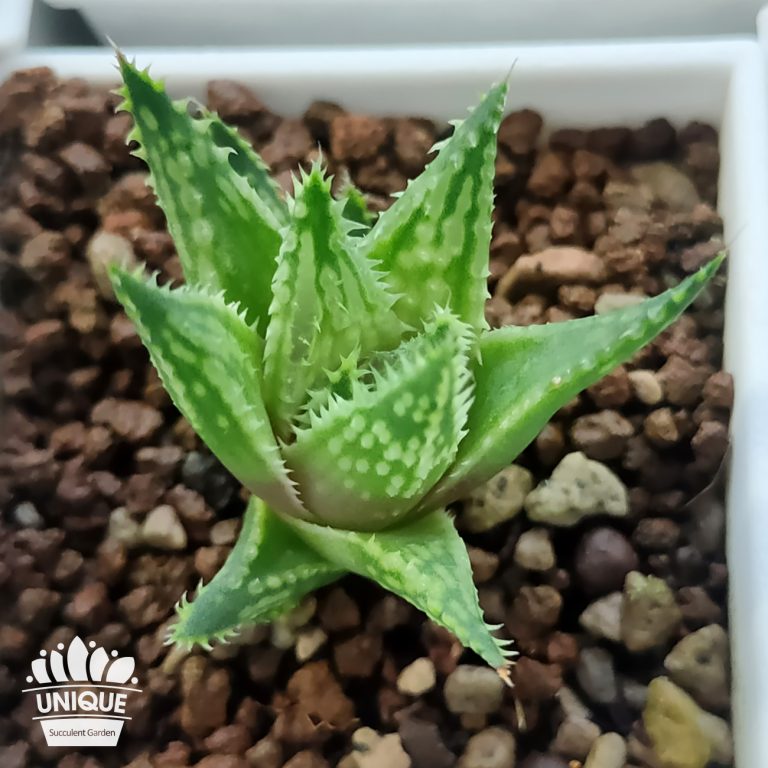 多肉仙人交易所