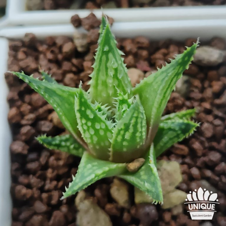 多肉仙人交易所