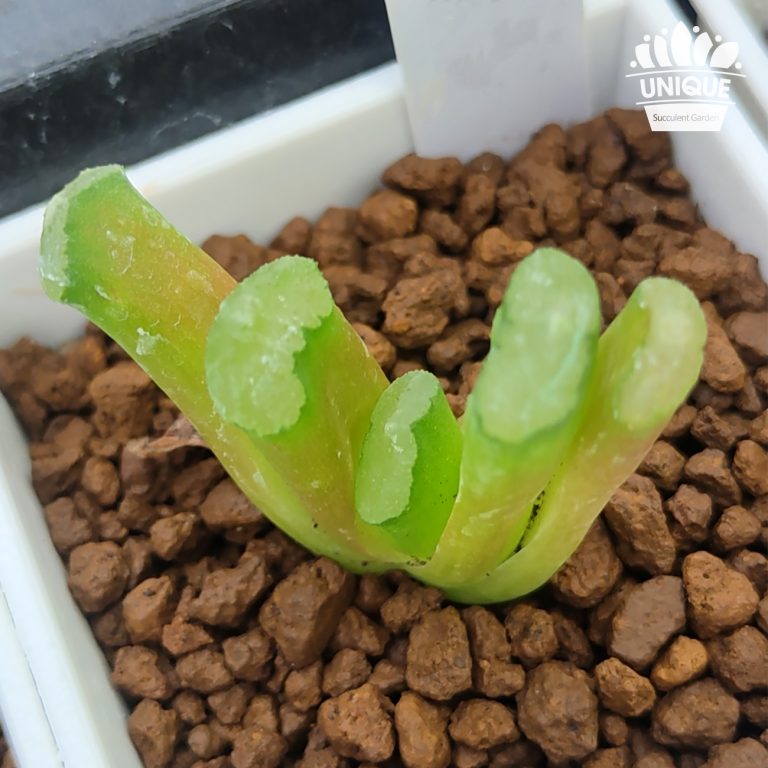 多肉仙人交易所