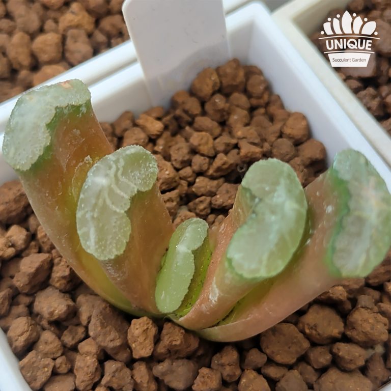 多肉仙人交易所