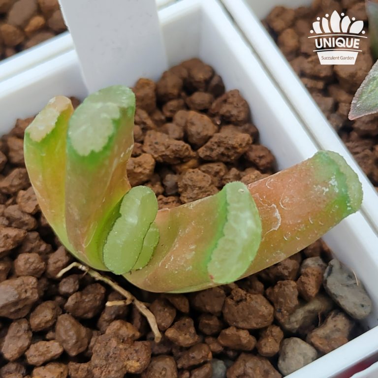 多肉仙人交易所