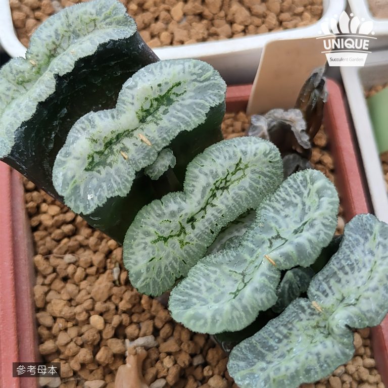 多肉仙人交易所