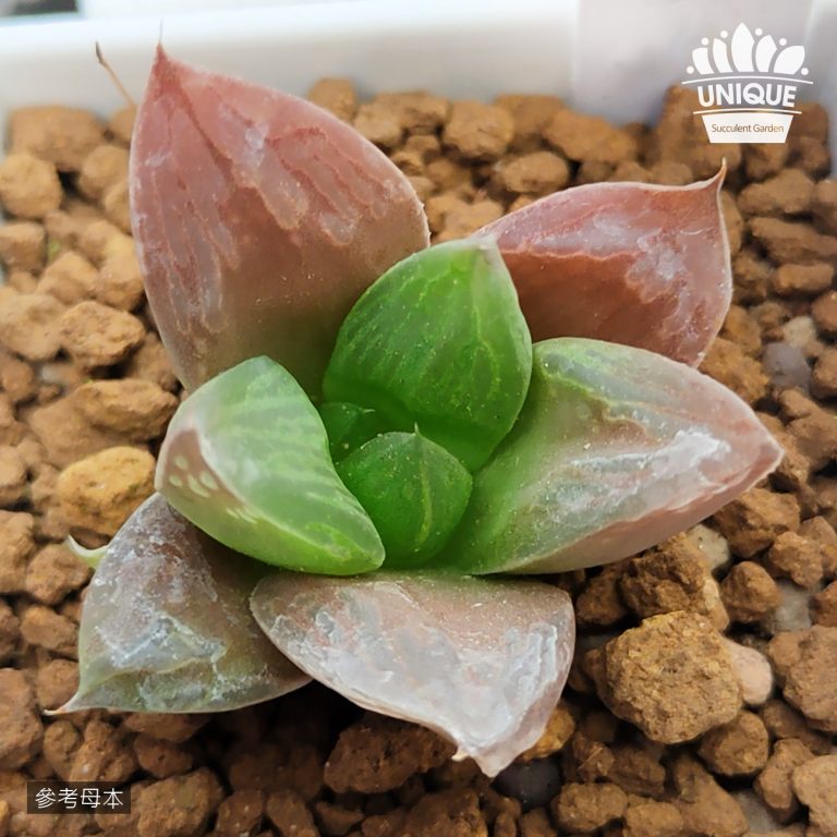 多肉仙人交易所