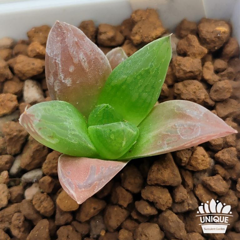 多肉仙人交易所