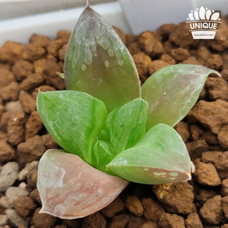 多肉仙人交易所