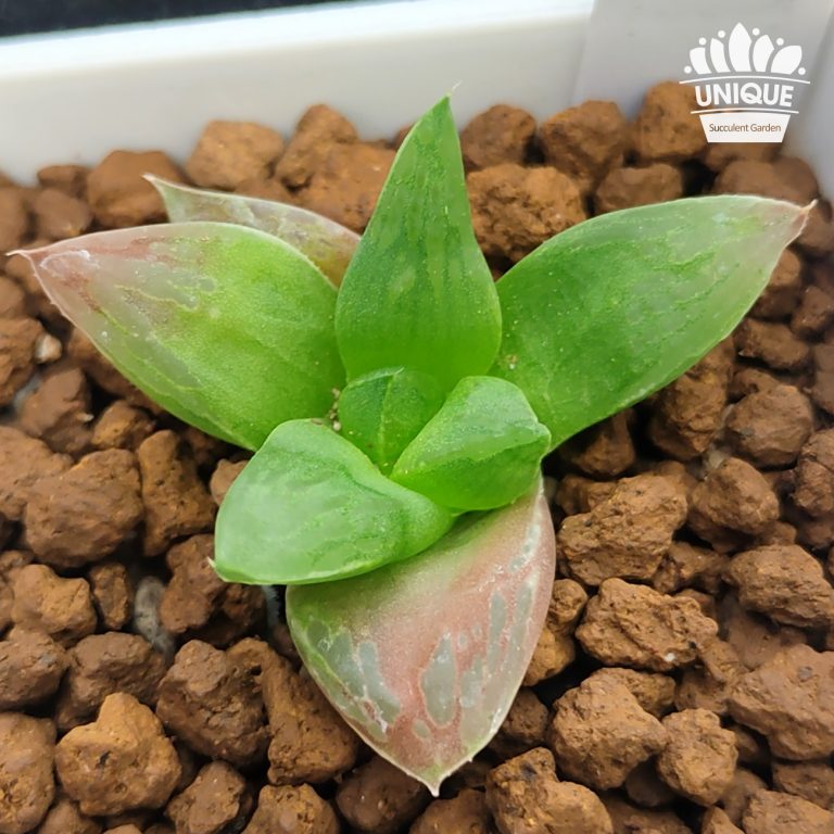 多肉仙人交易所