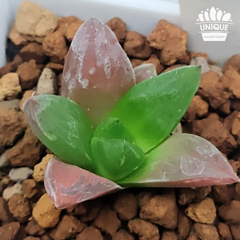 多肉仙人交易所