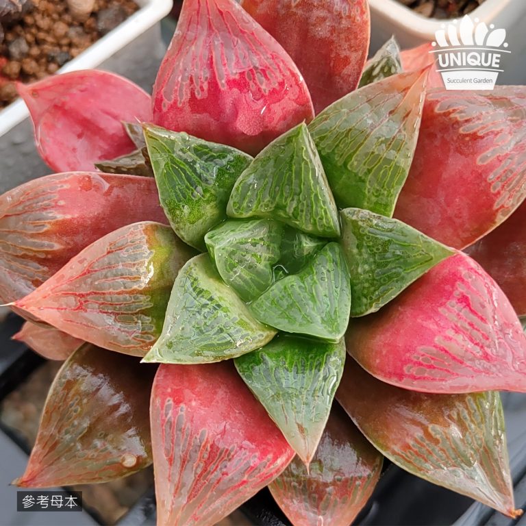 多肉仙人交易所