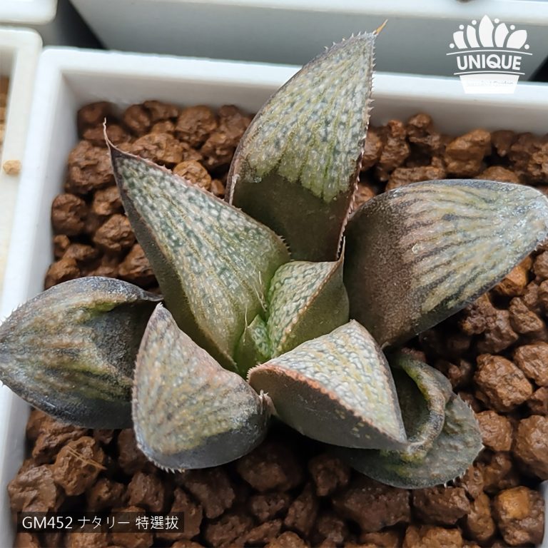 多肉仙人交易所