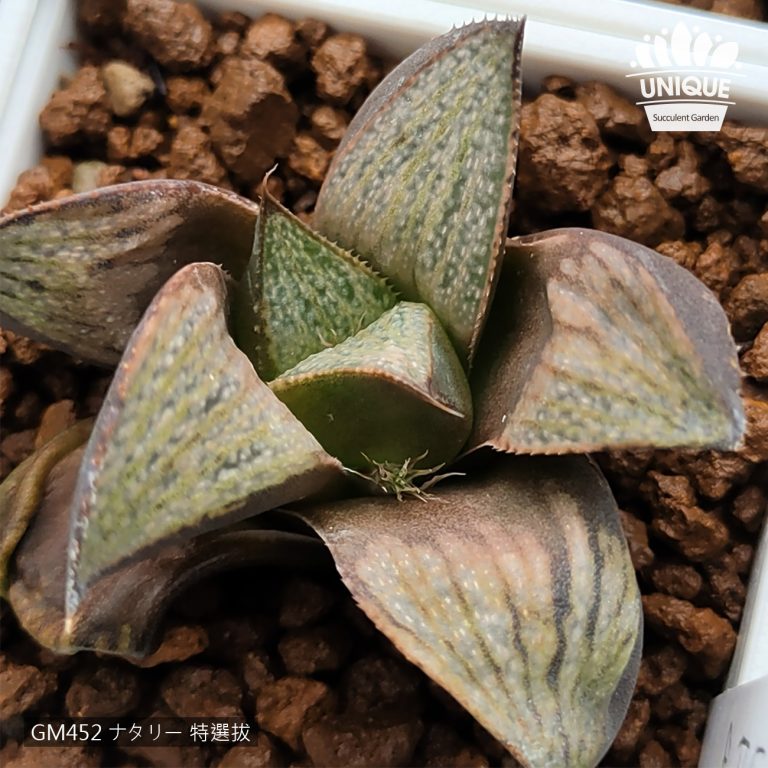 多肉仙人交易所