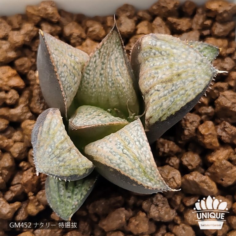 多肉仙人交易所