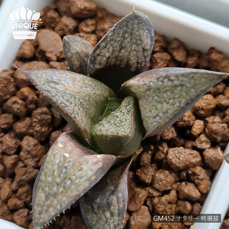 多肉仙人交易所