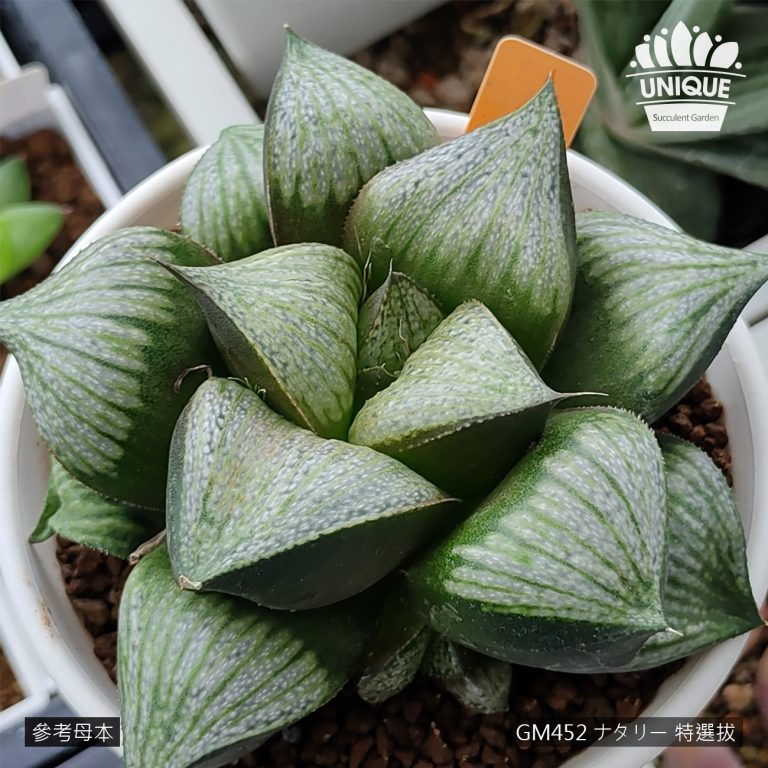 多肉仙人交易所