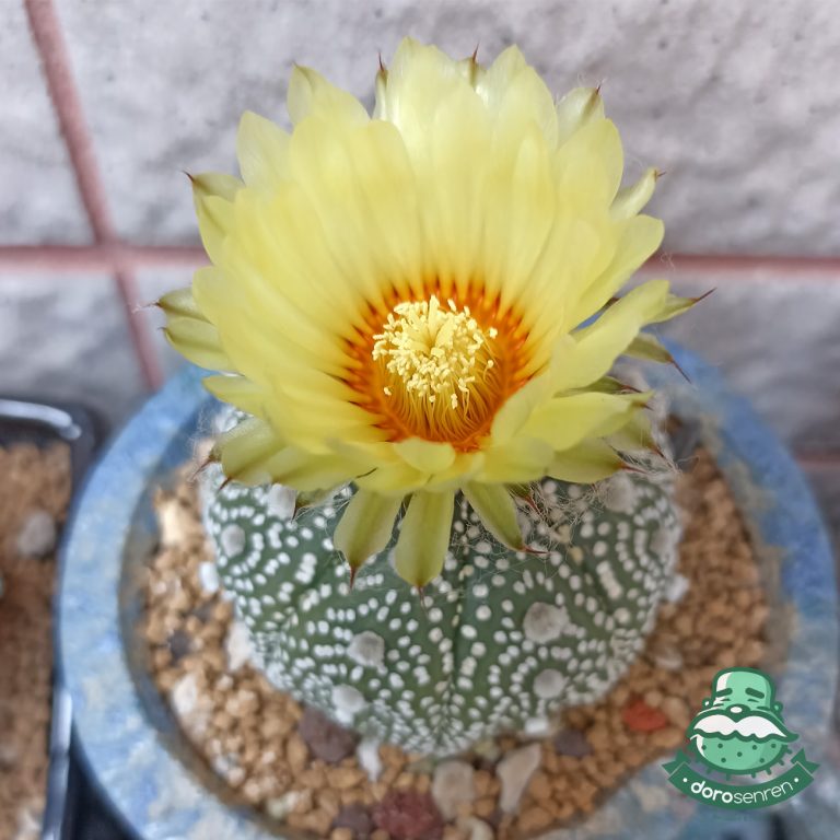 多肉仙人交易所