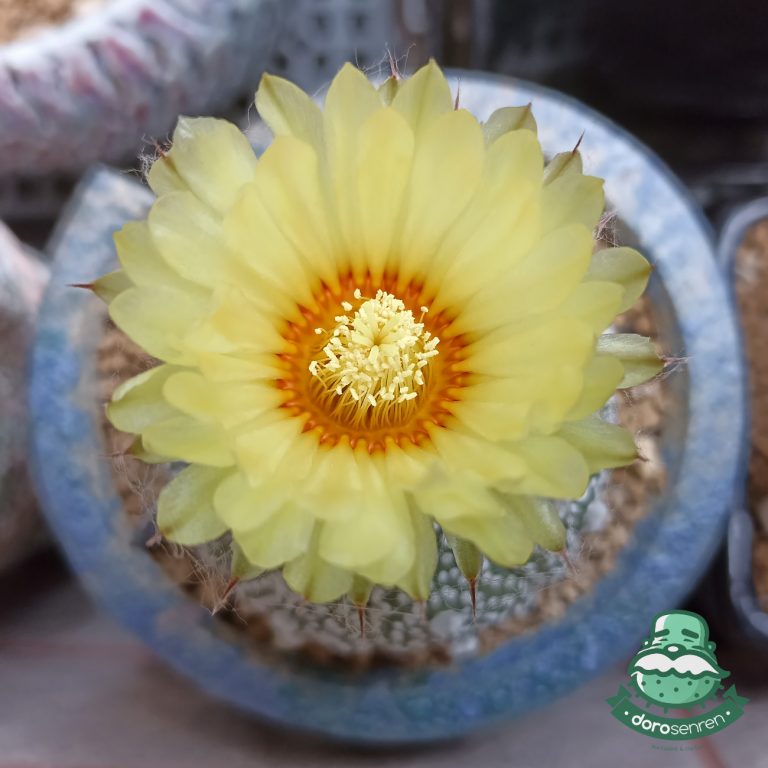 多肉仙人交易所