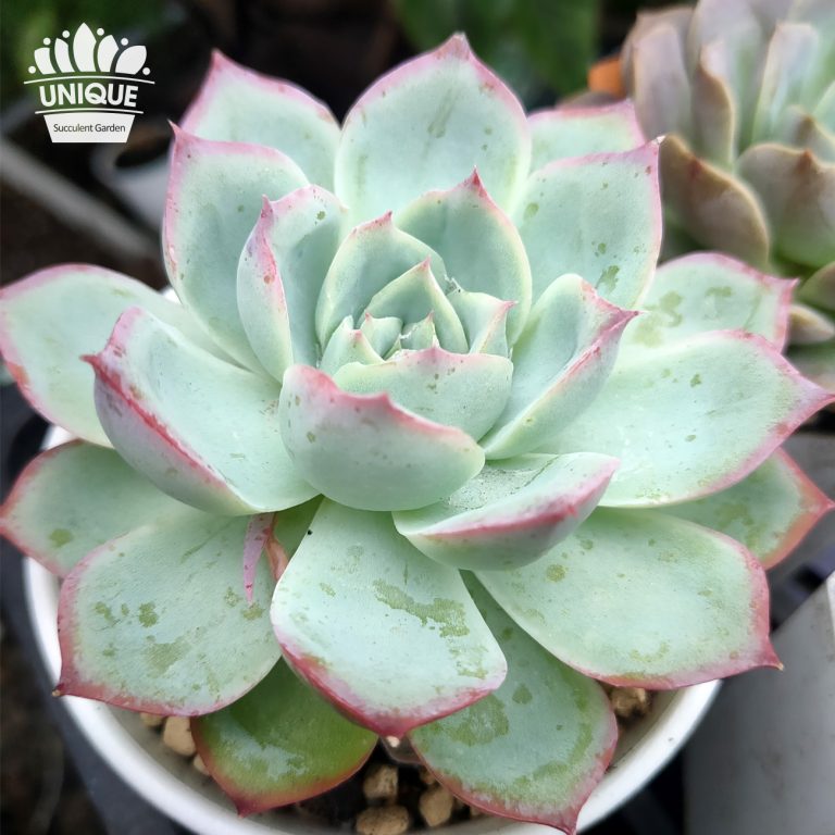 多肉仙人交易所