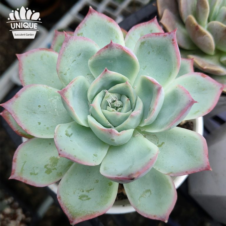 多肉仙人交易所