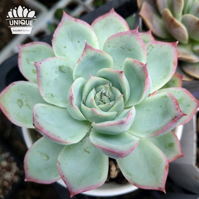 多肉仙人交易所